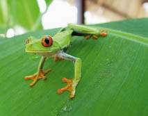 Mittelamerika, Costa Rica: Vulkane, Dschungel und Meer - Frosch