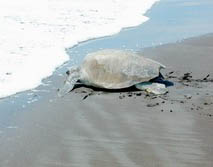 Mittelamerika, Costa Rica: Vulkane, Dschungel und Meer - Schildkrte