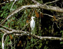 Mittelamerika, Costa Rica: Vulkane, Dschungel und Meer - Vogel im Wald